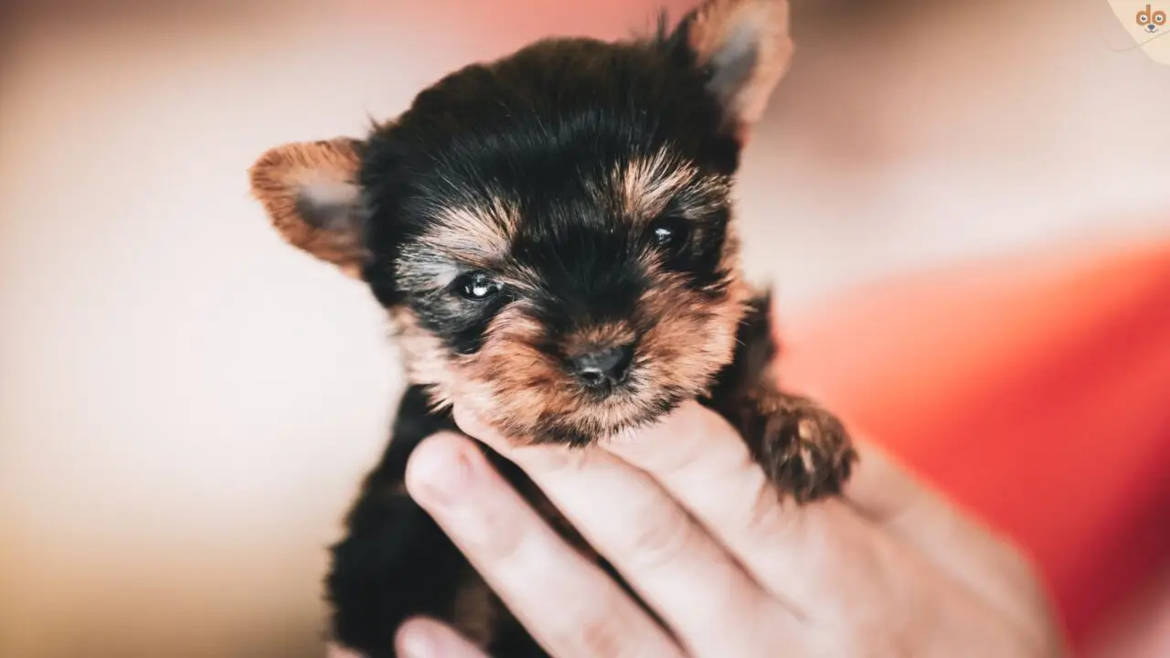 Yorkshire Terrier Welpe