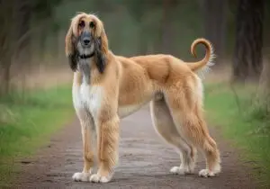 Foto eines Afghanischer Windhund – KI-generiert (Imagen 4) für rundum.dog