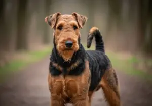 Foto eines Airedale Terrier – KI-generiert (Imagen 4) für rundum.dog