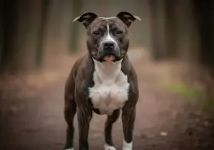Foto eines American Staffordshire Terrier – KI-generiert (Imagen 4) für rundum.dog