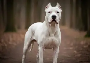 Foto eines Argentinische Dogge (Dogo Argentino) – KI-generiert (Imagen 4) für rundum.dog