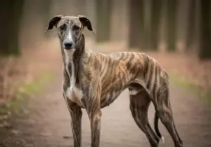 Foto eines Azawakh – KI-generiert (Imagen 4) für rundum.dog