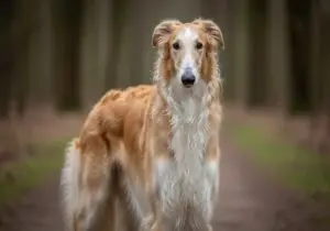 Foto eines Barsoi – KI-generiert (Imagen 4) für rundum.dog