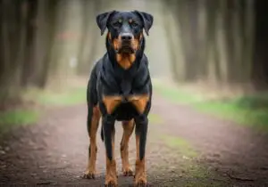 Foto eines Beauceron – KI-generiert (Imagen 4) für rundum.dog