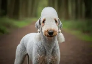 Foto eines Bedlington Terrier – KI-generiert (Imagen 4) für rundum.dog