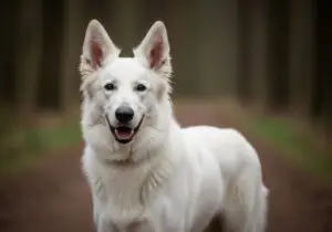 Foto eines Berger Blanc Suisse – KI-generiert (Imagen 4) für rundum.dog