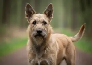 Foto eines Berger Picard – KI-generiert (Imagen 4) für rundum.dog
