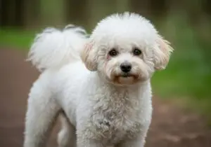 Foto eines Bichon Frisé – KI-generiert (Imagen 4) für rundum.dog