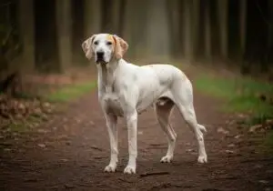 Foto eines Billy – KI-generiert (Imagen 4) für rundum.dog