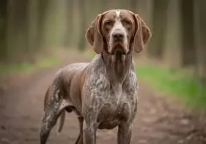 Foto eines Braque du Bourbonnais – KI-generiert (Imagen 4) für rundum.dog