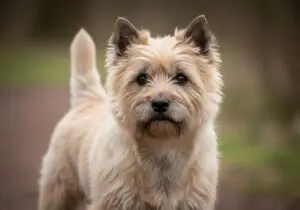 Foto eines Cairn Terrier – KI-generiert (Imagen 4) für rundum.dog