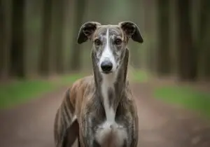 Foto eines Chart Polski (Polnischer Windhund) – KI-generiert (Imagen 4) für rundum.dog