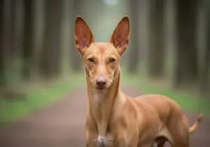 Foto eines Cirneco dell’Etna – KI-generiert (Imagen 4) für rundum.dog