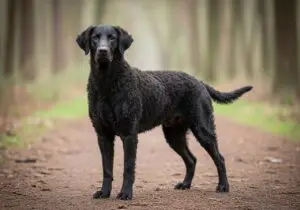 Foto eines Curly Coated Retriever – KI-generiert (Imagen 4) für rundum.dog