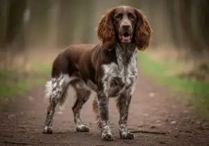 Foto eines Deutscher Wachtelhund – KI-generiert (Imagen 4) für rundum.dog