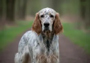 Foto eines Englischer Setter – KI-generiert (Imagen 4) für rundum.dog
