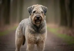 Foto eines Flandrischer Treibhund – KI-generiert (Imagen 4) für rundum.dog
