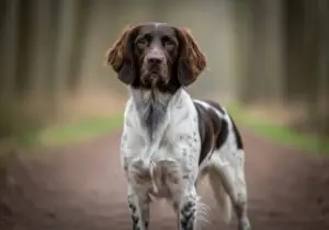 Foto eines Friesischer Vorstehhund – KI-generiert (Imagen 4) für rundum.dog