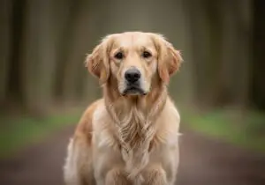 Foto eines Golden Retriever – KI-generiert (Imagen 4) für rundum.dog