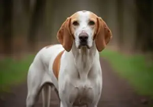 Foto eines Grosser Anglo-Französischer Weiss-Oranger Laufhund – KI-generiert (Imagen 4) für rundum.dog