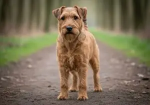 Foto eines Irischer Glen of Imaal Terrier – KI-generiert (Imagen 4) für rundum.dog