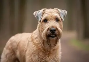 Foto eines Irischer Soft Coated Wheaten Terrier – KI-generiert (Imagen 4) für rundum.dog