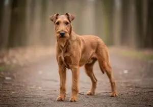 Foto eines Irischer Terrier – KI-generiert (Imagen 4) für rundum.dog