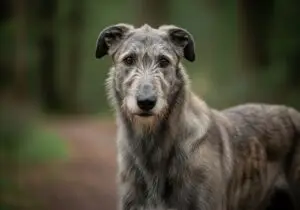 Foto eines Irischer Wolfshund – KI-generiert (Imagen 4) für rundum.dog