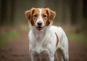 Foto eines Kromfohrländer – KI-generiert (Imagen 4) für rundum.dog