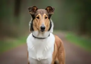 Foto eines Kurzhaarcollie – KI-generiert (Imagen 4) für rundum.dog