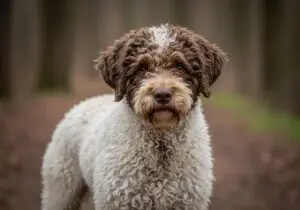Foto eines Lagotto Romagnolo – KI-generiert (Imagen 4) für rundum.dog