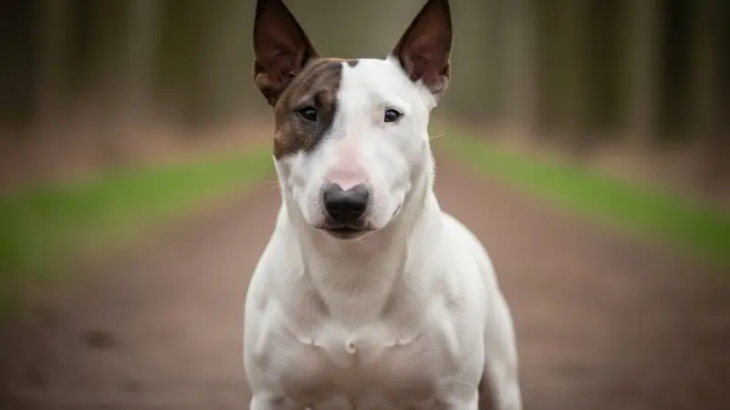 Miniature Bull Terrier