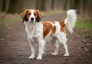 Foto eines Niederländischer Kooiker Hondje – KI-generiert (Imagen 4) für rundum.dog