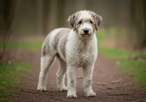 Foto eines Spanischer Wasserhund – KI-generiert (Imagen 4) für rundum.dog