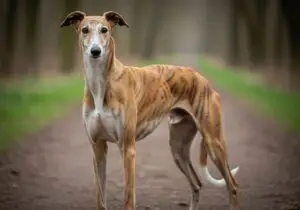 Foto eines Spanischer Windhund – KI-generiert (Imagen 4) für rundum.dog