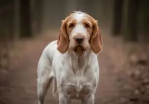 Foto eines Spinone Italiano (Italienischer Griffon) – KI-generiert (Imagen 4) für rundum.dog