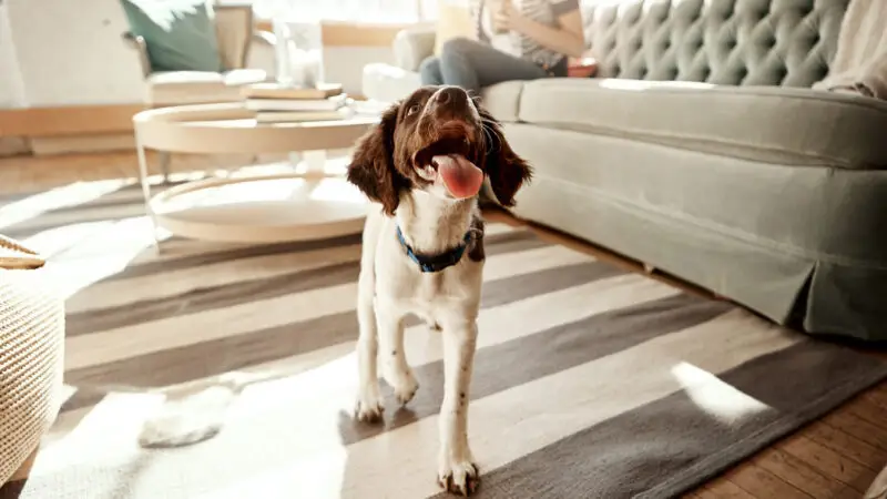 Wie zeige ich dem Hund sein neues Zuhause?