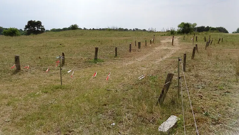 Naturschutzgebiet Griesheimer Düne (Griesheimer Düne und Eichwäldchen) - 13. Griesheimer DC3BCne2BEichwC3A4ldchen Landschaft