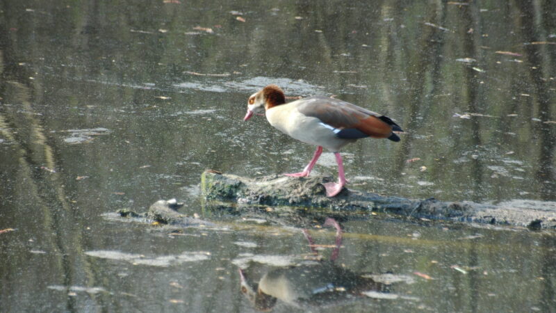 Treburer Auenwald Hohenaue - 2010 04 02 28929 bird