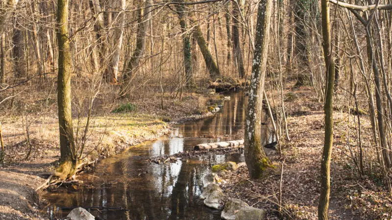 Berglwald - 20220320 Berglwald 01
