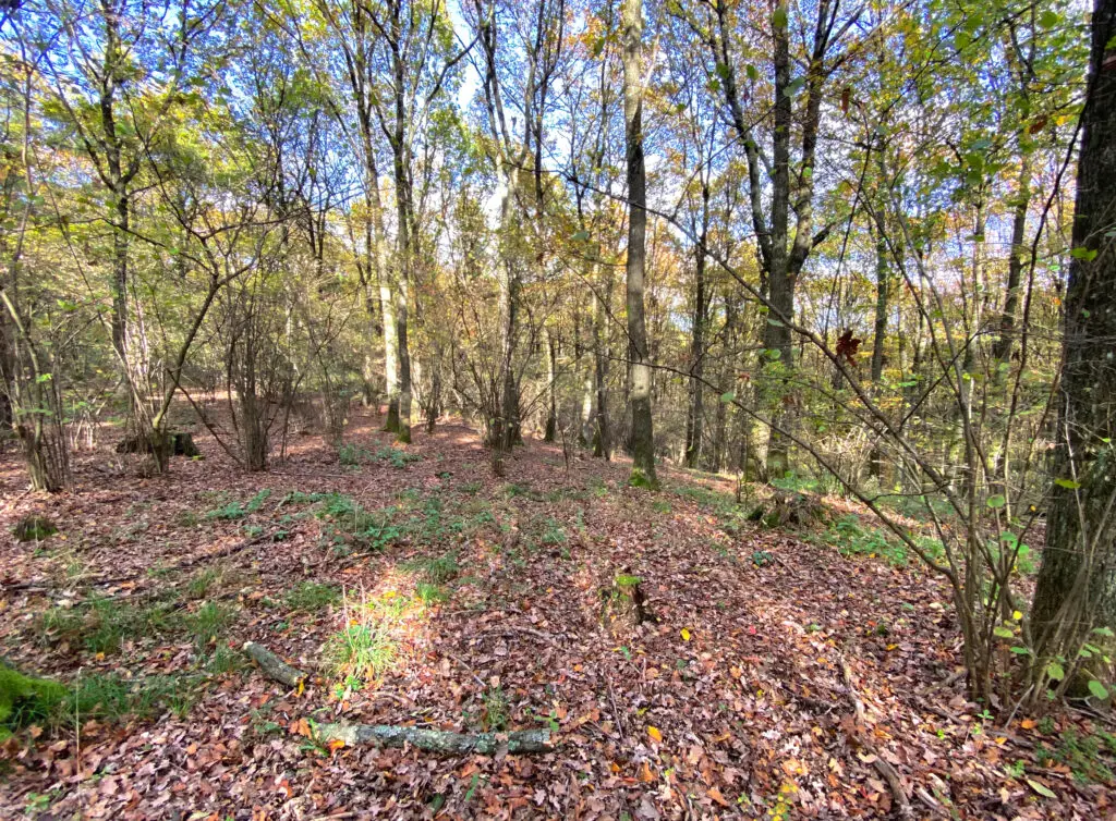 Hollabrunner Kirchenwald (Antonihüttenweg)