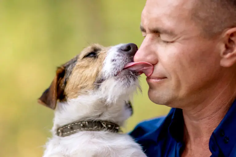 Hundesteuer Hamburg steigt 2027 auf 120 Euro, Tierheimhunde frei