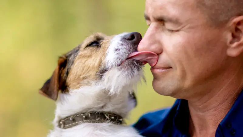 Warum lecken Hunde Menschen ab?