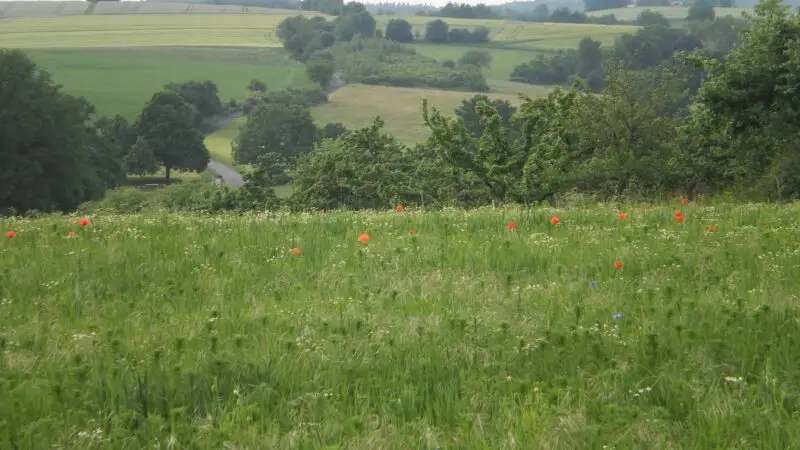 Lahnwanderweg (Etappe ab Limburg) - Alte Weinstrasse auf Marburger RC3BCcken vom Lahnwanderweg auf Hasenkopf 2016 05 29