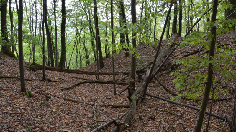 Karstwanderweg / Biosphärenreservat Karstlandschaft Südharz