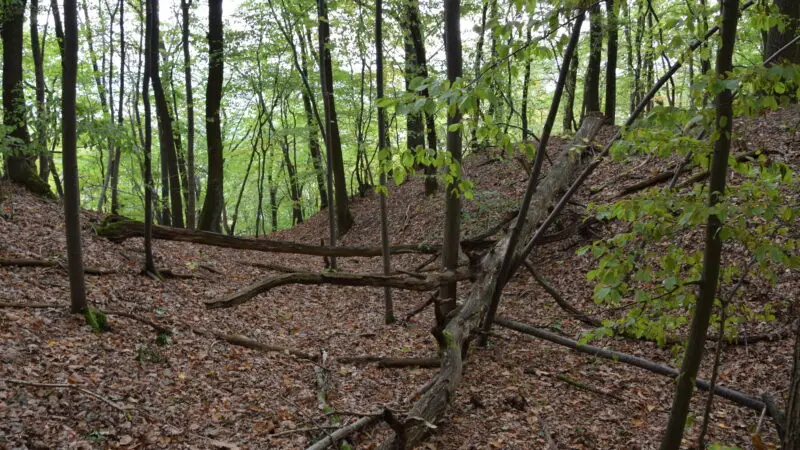 Karstwanderweg / Biosphärenreservat Karstlandschaft Südharz - Alter Stolberg Karstwanderweg Graben 28229