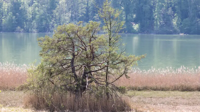 Mindelsee - Am Mindelsee