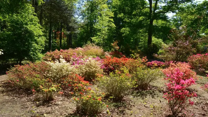 Rhododendronpark Hobbie (Westerstede) - Azaleen im Rhododendronpark Hobbie