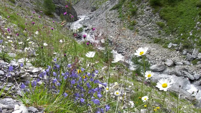 Panoramawanderweg Alp Trider Sattel – Gebirgsseen - Bergblumen im Val Maisas panoramio