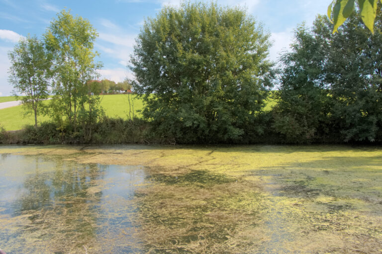 Blick auf Bergheim